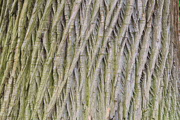 Texture of the bark of a tree