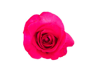 Red rose petals isolate on white background with clipping path