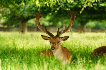 Naklejka na ściany i meble Red deer (Cervus elaphus) reasting in shade in spring in England