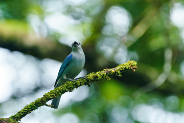 Blue-gray Tanager (Thraupis episcopus) perched on a small branch, in Costa Rica