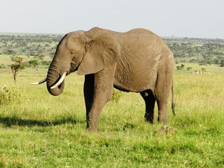 Fototapeta na wymiar A lone elephant in the African savannah