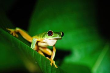 Red-Eyed Tree Frog (Agalychnis callidryas) sitting on a leaf, taken in Costa Rica