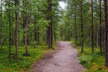 Trail running through green dense mixed forest. Forest landscape on a summer day in Lapland, Finland.