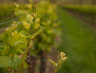 Close-up of developing inflorescences on grapevine (vitis vinifera) in spring time. Young buds of grapevine. Trentino Alto Adige, northern  Italy, Europe.