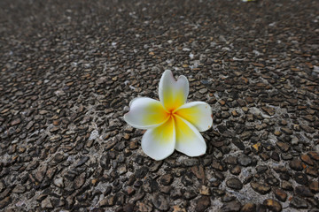 Beautiful sweet Plumeria flowers, blooming, concept for background texture. Vintage and natural background. close up flower.
