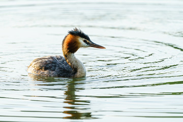 Great Crested Grebe (Podiceps cristatus) swimming on a lake, taken in England