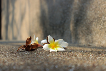 Beautiful sweet Plumeria flowers, blooming, concept for background texture. Vintage and natural background. close up flower.