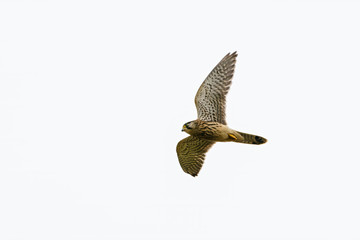 Common Kestrel (Falco tinnunculus) in flight, against a bright overcast sky in England