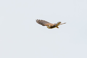 Common Kestrel (Falco tinnunculus) in flight, looking to camera, in the UK