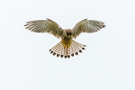 Common Kestrel (Falco tinnunculus) hovering while searching for prey below, taken in England