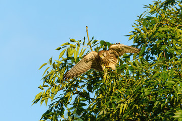 Common Kestrel (Falco tinnunculus) perched in a tree, struggling to keep it's balance on thin branches, in London, England