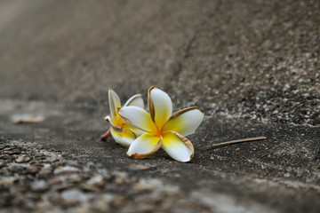 Beautiful sweet Plumeria flowers, blooming, concept for background texture. Vintage and natural background. close up flower.