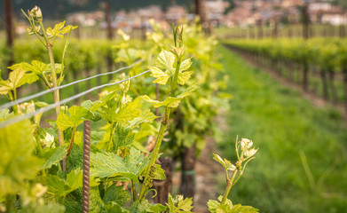 Close-up of developing inflorescences on grapevine (vitis vinifera) in spring time. Young buds of grapevine. Trentino Alto Adige, northern  Italy, Europe.