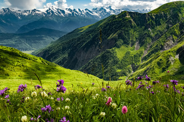Green meadow in Georgia. Green Georgian meadow full of blooming wildflowers overlooking Caucasus Mountains. - obrazy, fototapety, plakaty