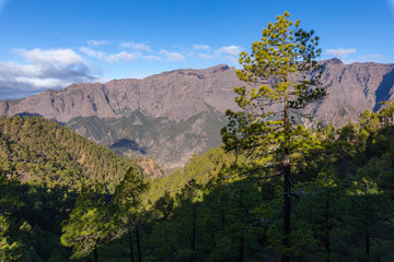 Pine forest at Caldera de Taburiente National Park. Viewpoint La Cumbrecita, La Palma, Canary Island, Spain.