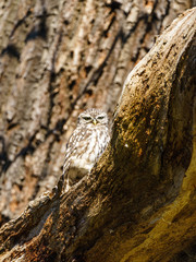 Little Owl (Athene noctua) staring intently at camera, taken in England