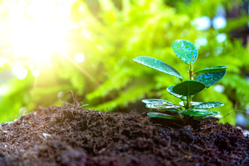 Young plant growing in the morning light and green nature blur background.