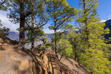 Fototapeta na wymiar Pine forest at Caldera de Taburiente National Park. Viewpoint La Cumbrecita, La Palma, Canary Island, Spain.