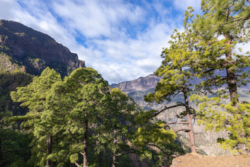 Pine forest at Caldera de Taburiente National Park. Viewpoint La Cumbrecita, La Palma, Canary Island, Spain.