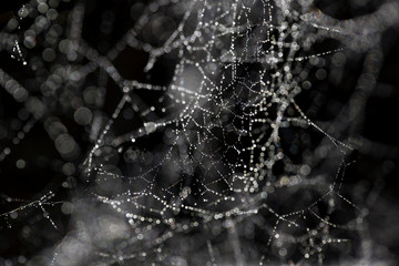 Close up shot of a spider web.