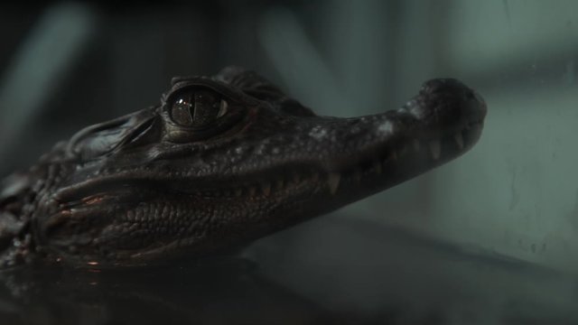 A baby alligator inside an aquarium
