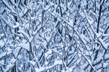 snow covered tree branches