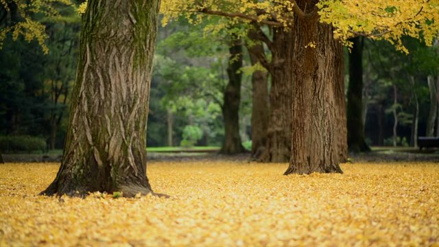 Happy asian woman walking under beautiful ginkgo tree during autumn season in yoyogi park in Tokyo, Japan. Ginkgo leaves falling into the ground and make it like golden yellow carpet. 