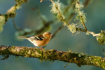 Chaffinch perched on a branch as early morning light brightens it's colours, taken in Perthshire, Scotland