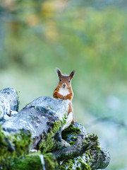 red squirrel (Sciurus vulgaris) peaking out from behind logs in a forest in Scotland