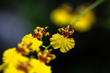 Nice yellow Orchidaceae flowers nature garden flora