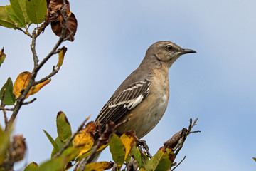 Fototapeta premium Northern mockingbird on branch. It is the only mockingbird commonly found in North America. It is common and conspicuous in suburban habitats and brushy fields. It feeds on insects and fruits.