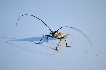 mosquito sucking blood
