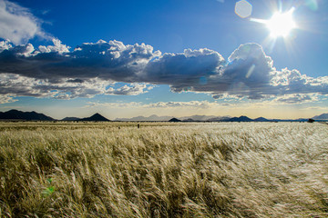 Ready to crop field in Africa, agricurtural land, Namibia