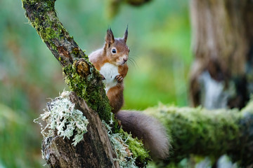 red squirrel (Sciurus vulgaris) sitting on a branch in a forest in Scotland