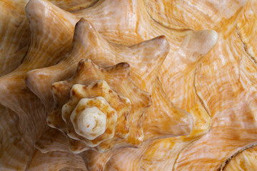 Sea shell texture