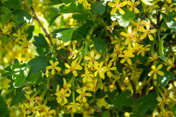 Flowering shrimp bush close-up in spring in good weather