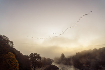Canada Goose (Branta canadensis) flock migrating over Pitlochry, Scotland just before sunrise