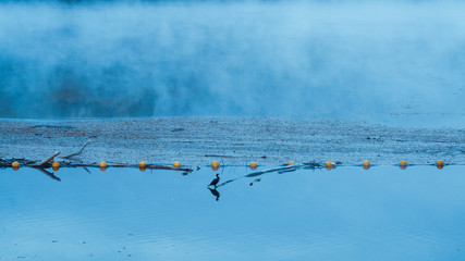 Great Cormorant (Phalacrocorax carbo) on a still, foggy lake early morning in Pitlochry, Scotalnd