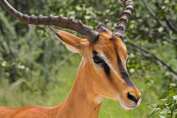 Beautiful african antelope portrait