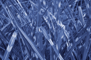 classic blue color of spring fresh grass. preparation for designers.