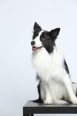 Against the gray and white background, the border collie makes a variety of naughty and lovely, happy and sad expressions. It is people's favorite pet, dog portrait combination series