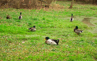 Ducks walk in the green glade