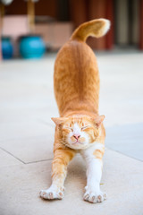 Lazy cat is stretching after waking up outdoor, Vertical picture