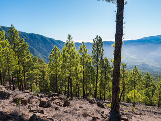 Volcanic landscape and lush green pine tree forest at hiking trail to Pico Bejenado mountain at national park Caldera de Taburiente, volcanic crater in La Palma, Canary Islands, Spain