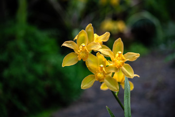 Nice yellow Orchidaceae flowers nature garden flora