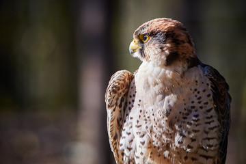 Lanner falcon closeup (Falco biarmicus)