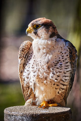 Lanner falcon closeup (Falco biarmicus)