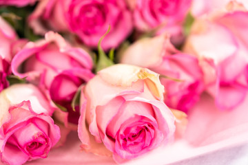 Pink roses