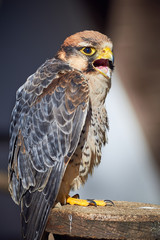 Lanner falcon closeup (Falco biarmicus)