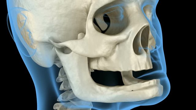 Mandibular Jaw, bone recession after losing teeth. Medically accurate dental 3D animation